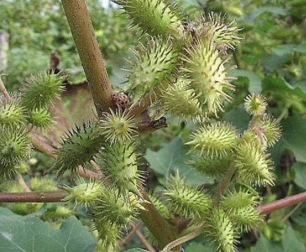 “1种杂草”在田边，被称为“苍耳子”，能结出绿色小果，珍贵