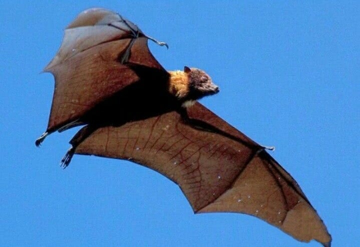蝙蝠吃什么东西小视频,蝙蝠主要吃什么