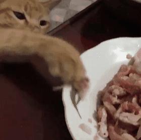 猫放一个屁，全家吃不下饭！真的好臭啊啊啊啊啊