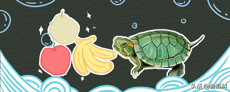 小巴西龟最喜欢吃什么水果,巴西龟一般吃什么蔬菜和水果
