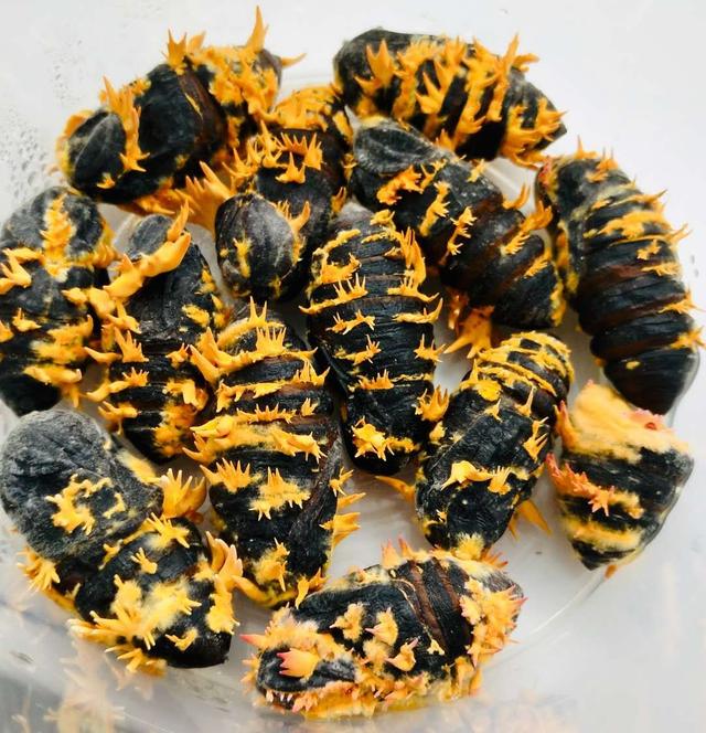 从广西“达妮”出落成“蛹虫草皇”