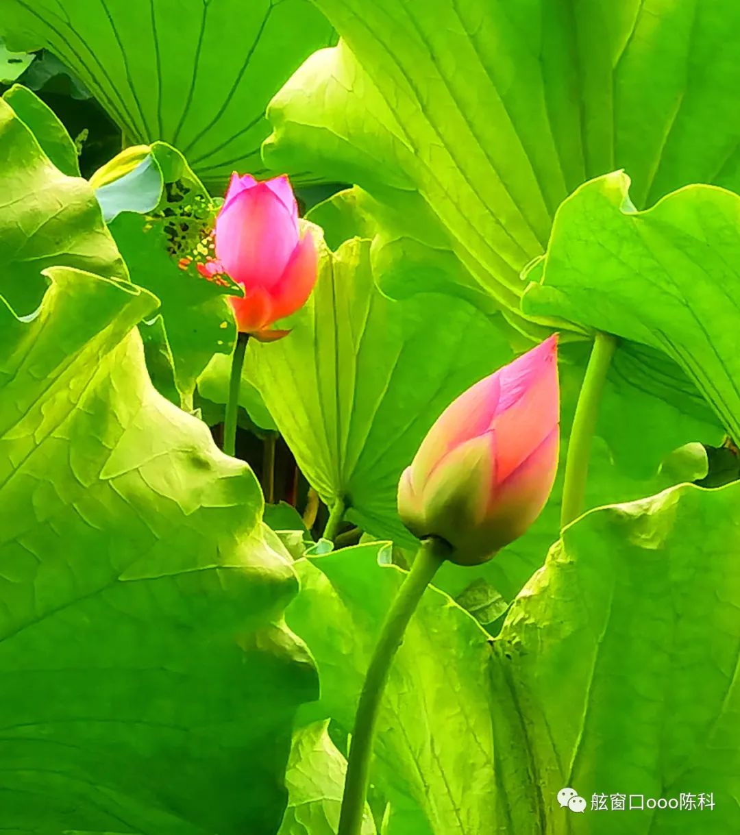 火红色的七月,火红的7月