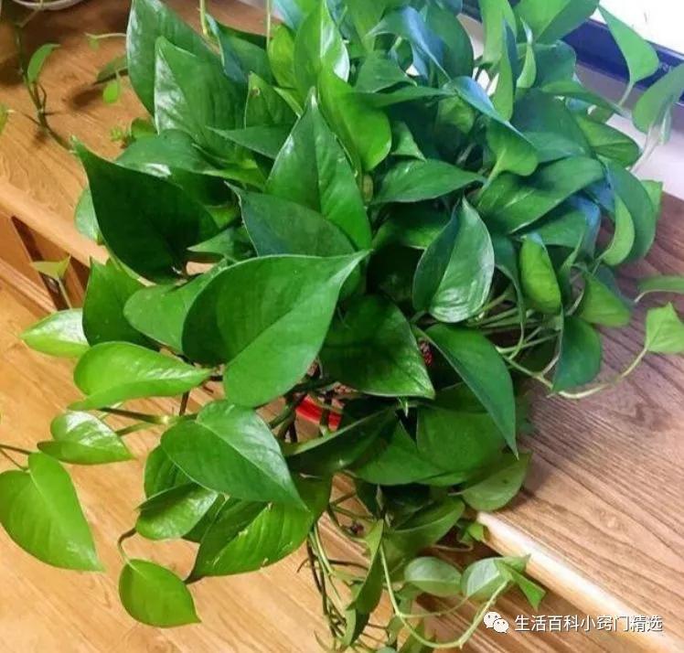 绿萝怎么养长得快不黄叶子不烂根,绿萝怎么养才能不长黄叶更旺盛
