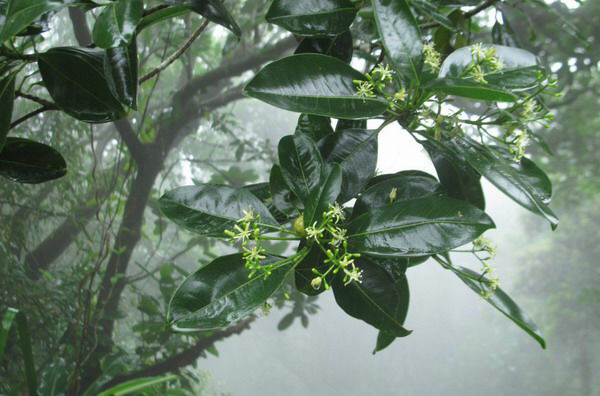 中药店的降真香可做吗,中药材降香的功效