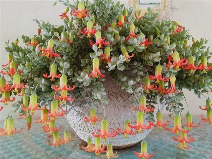 什么多肉夏天也可以继续生长,教你十大多肉养护技巧