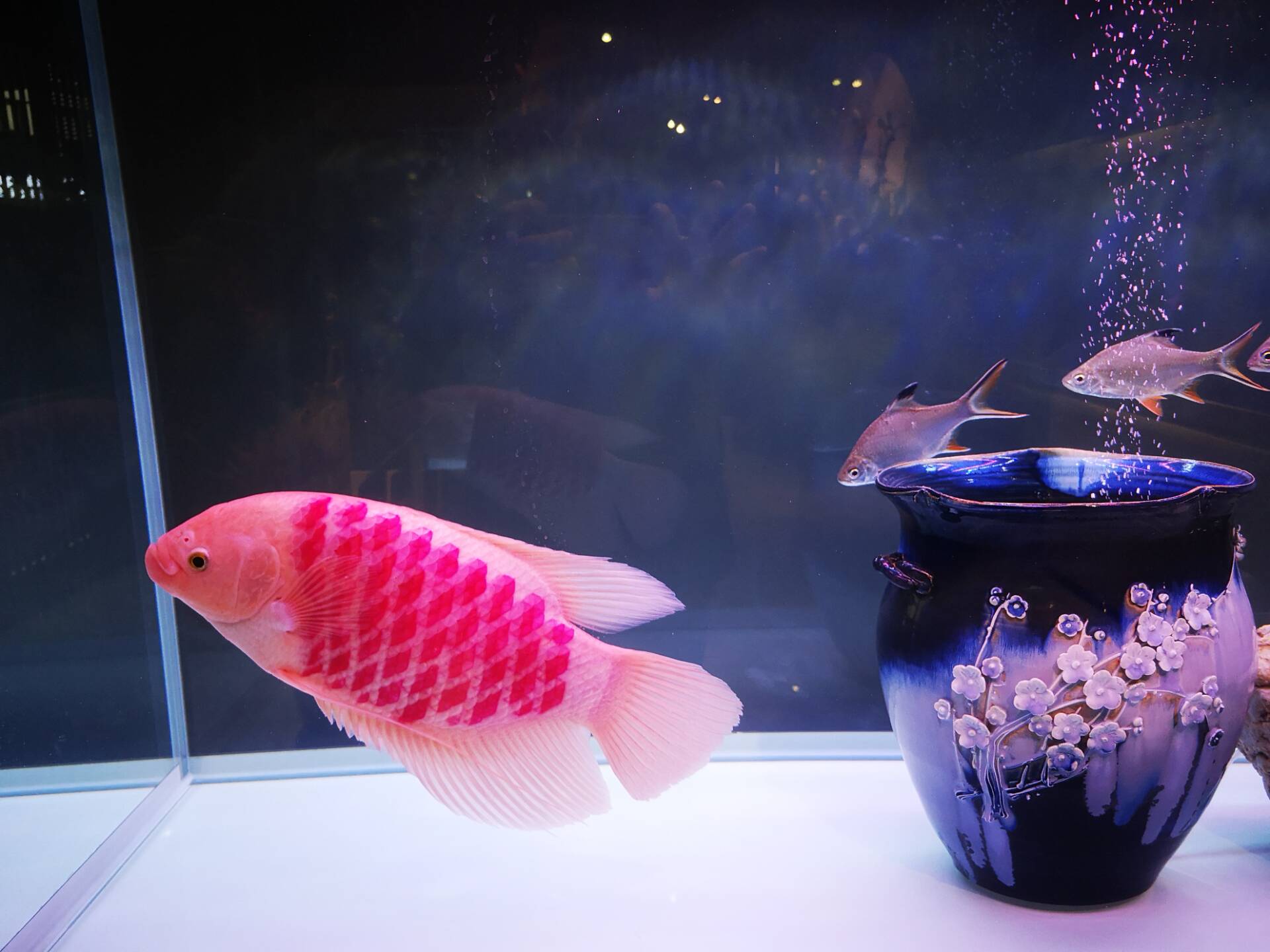 观赏鱼能吃么，有人说龙鱼的味道特别鲜美？别把药物残留不当回事