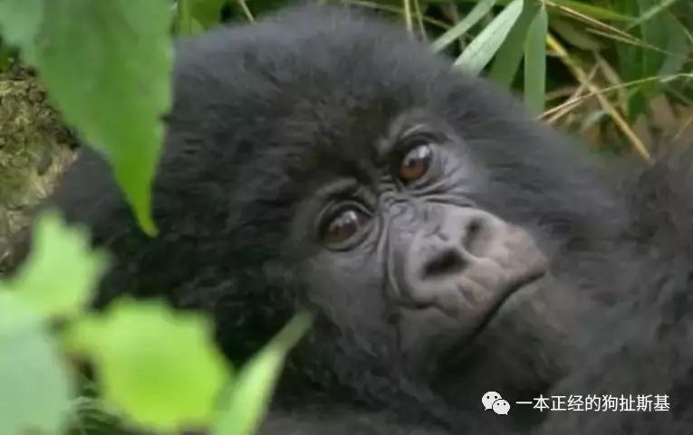 大卫爱登堡致辞,大卫爱登堡国语版