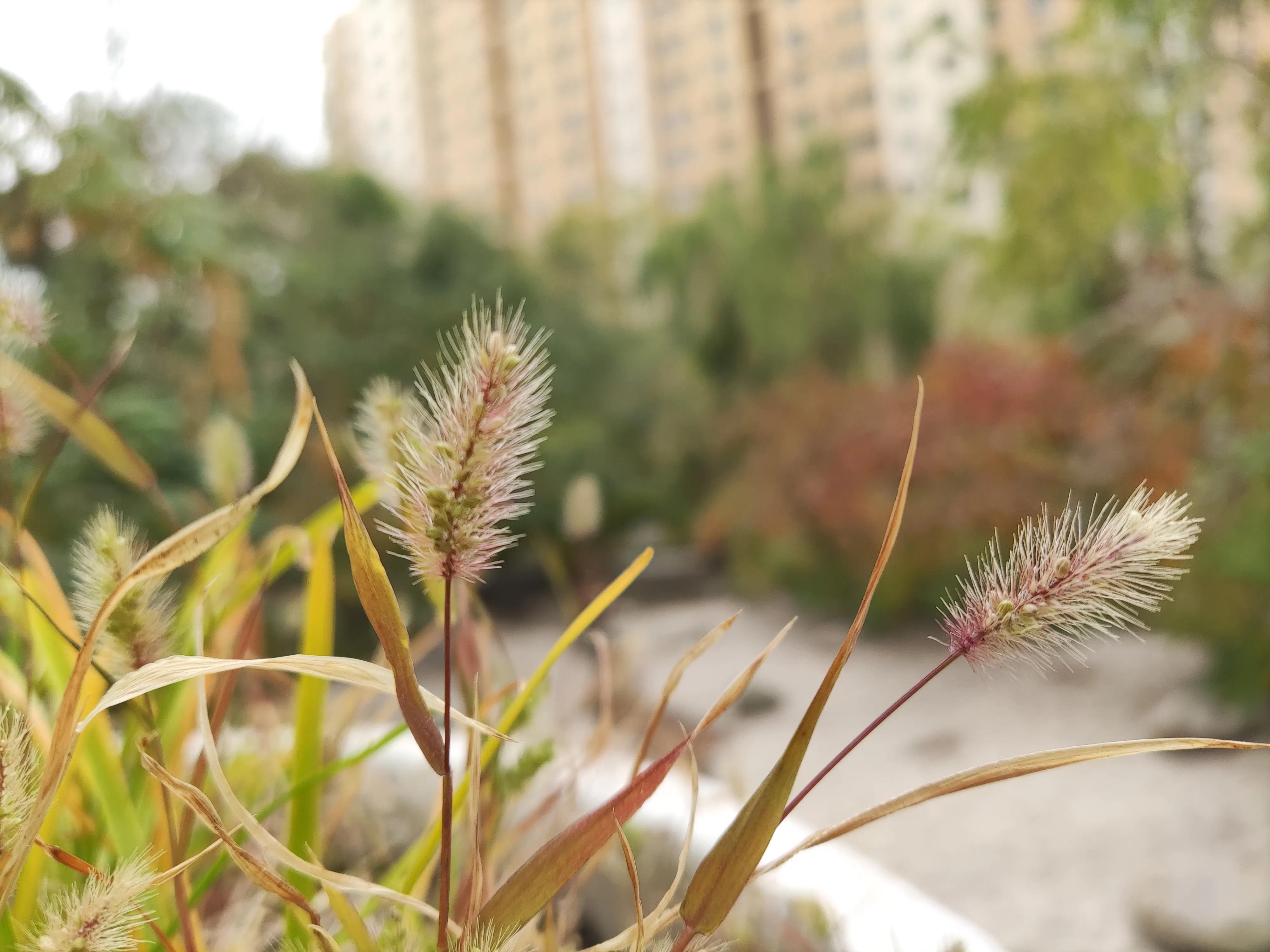 乌鲁木齐市南湖绿化广场附近小区,乌鲁木齐绿化最好的公园