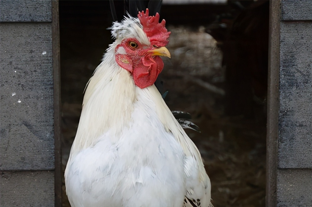 家禽市场经营模式,家禽养殖招商加盟