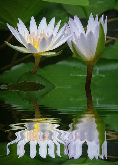 海边水中玫瑰花图片高清大图,最美山水花草倒影图片