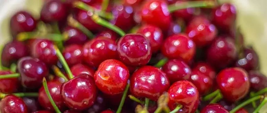 说走就走的樱桃采摘之旅,樱桃采摘园一日游攻略