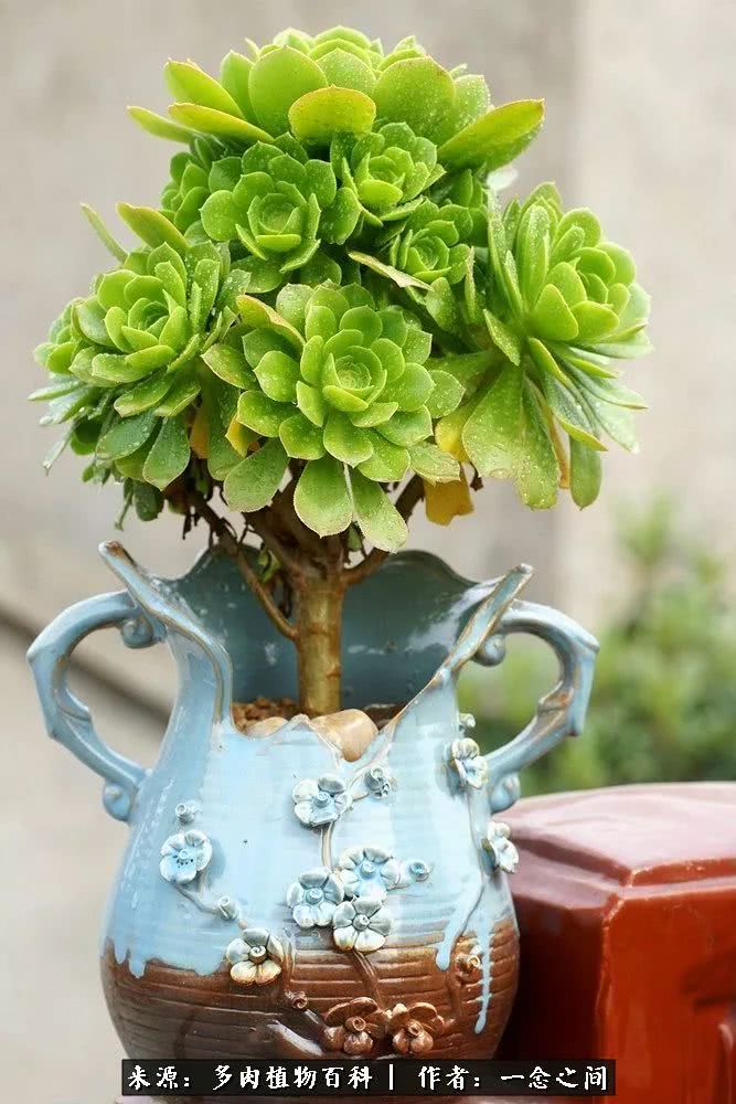 多肉牛群里的“七福神”（下）：男神篇！