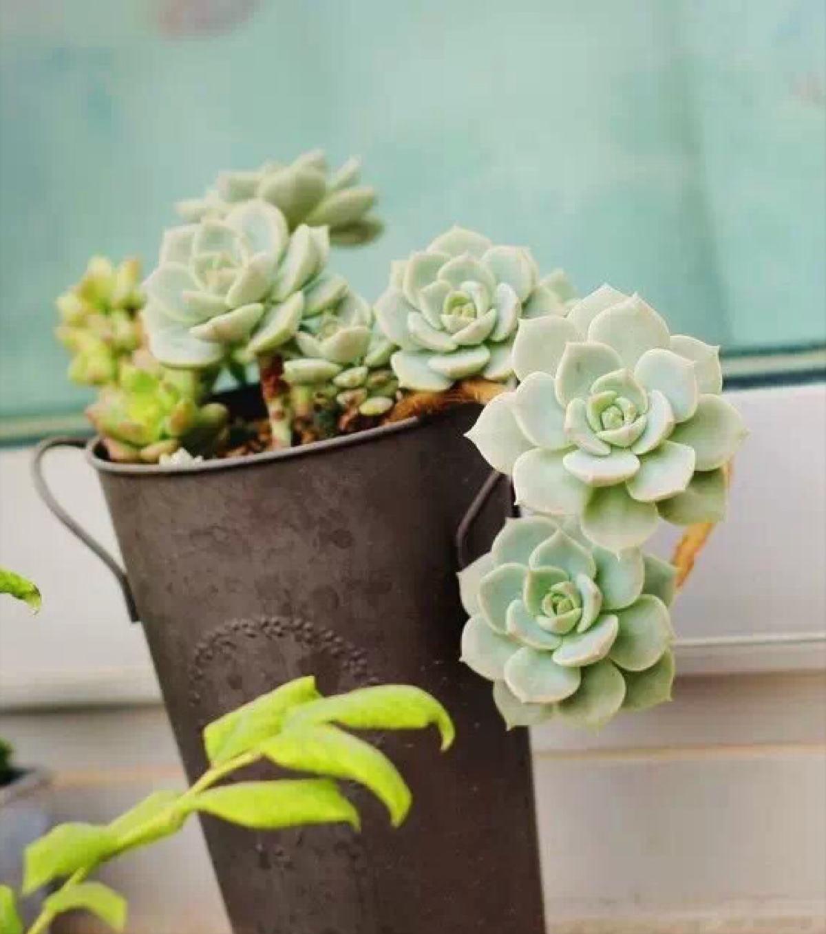 白牡丹最漂亮的多肉,皮实莲花多肉