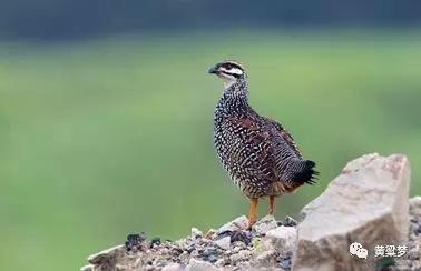 90后童年回忆布谷鸟叫,90后捕鸟