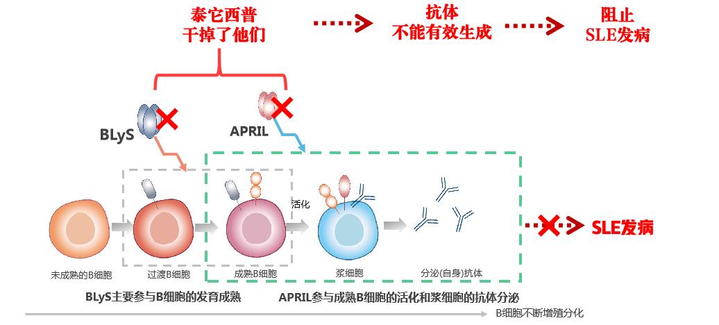 泰它西普是狼疮特效药吗,泰它西普生物制剂治疗肾病