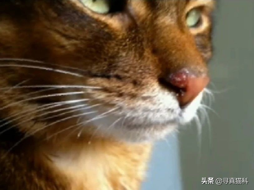 猫只流脓鼻涕打喷嚏也是疱疹吗,猫得了疱疹病毒只打喷嚏和流鼻涕