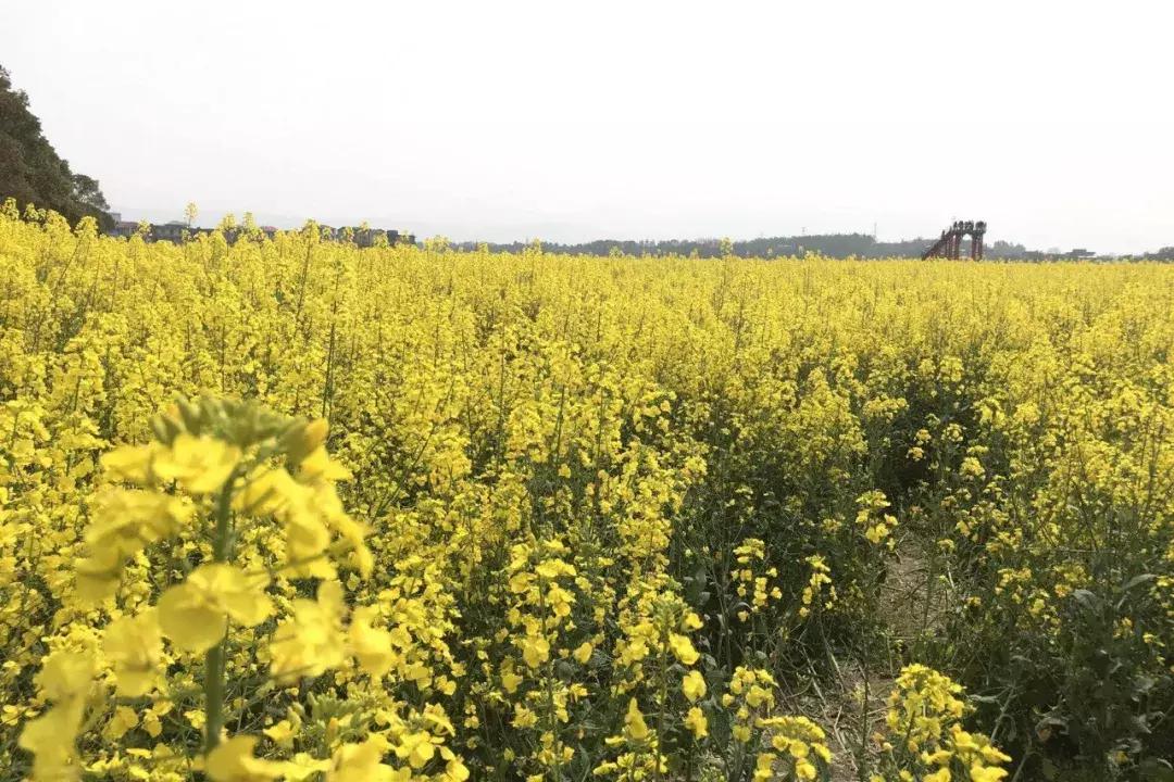 别再说安义没什么玩的了，有这一篇就够了！