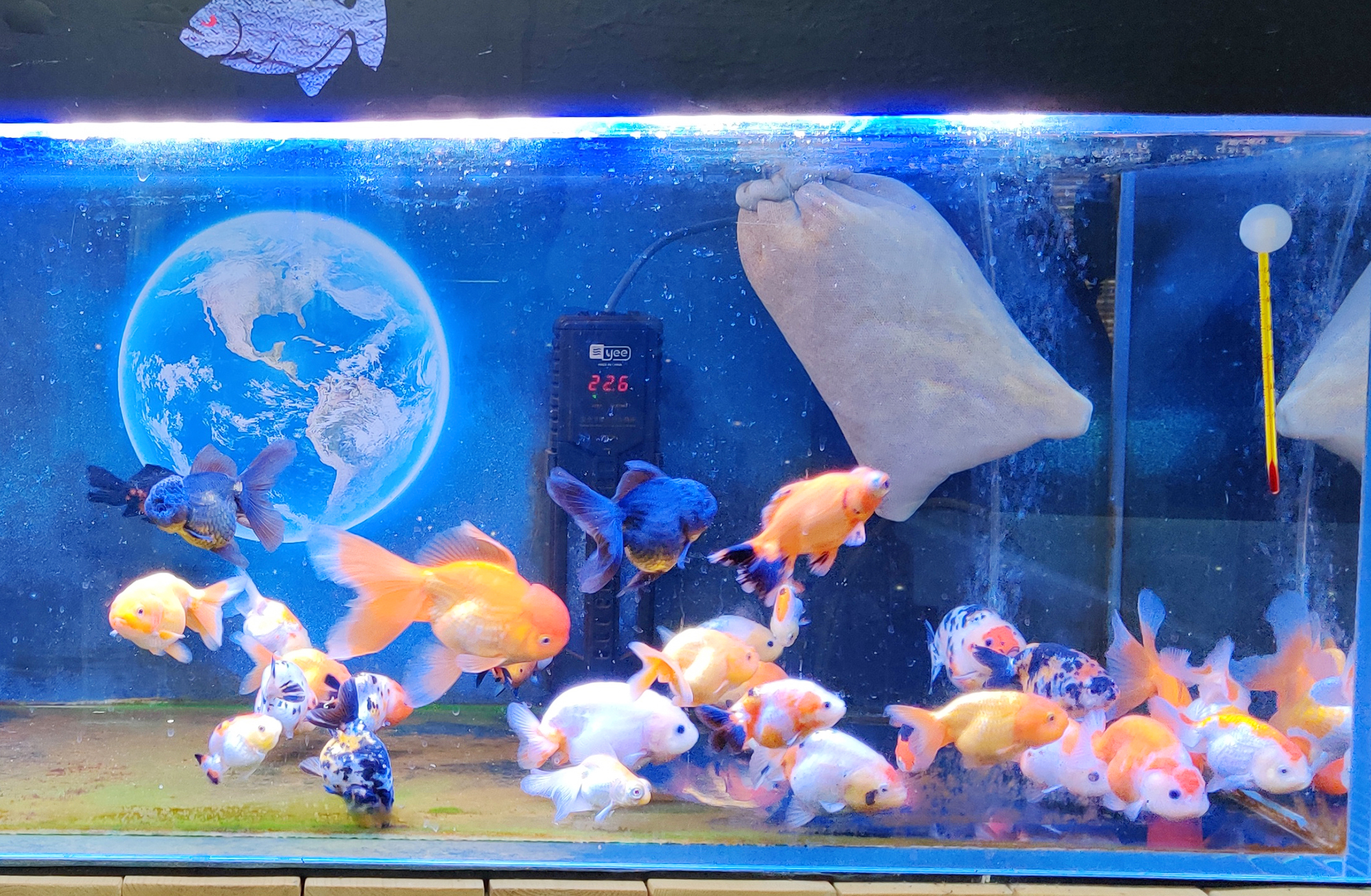 如何在鱼店买到健康的好鱼,鱼进货怎么挑才好