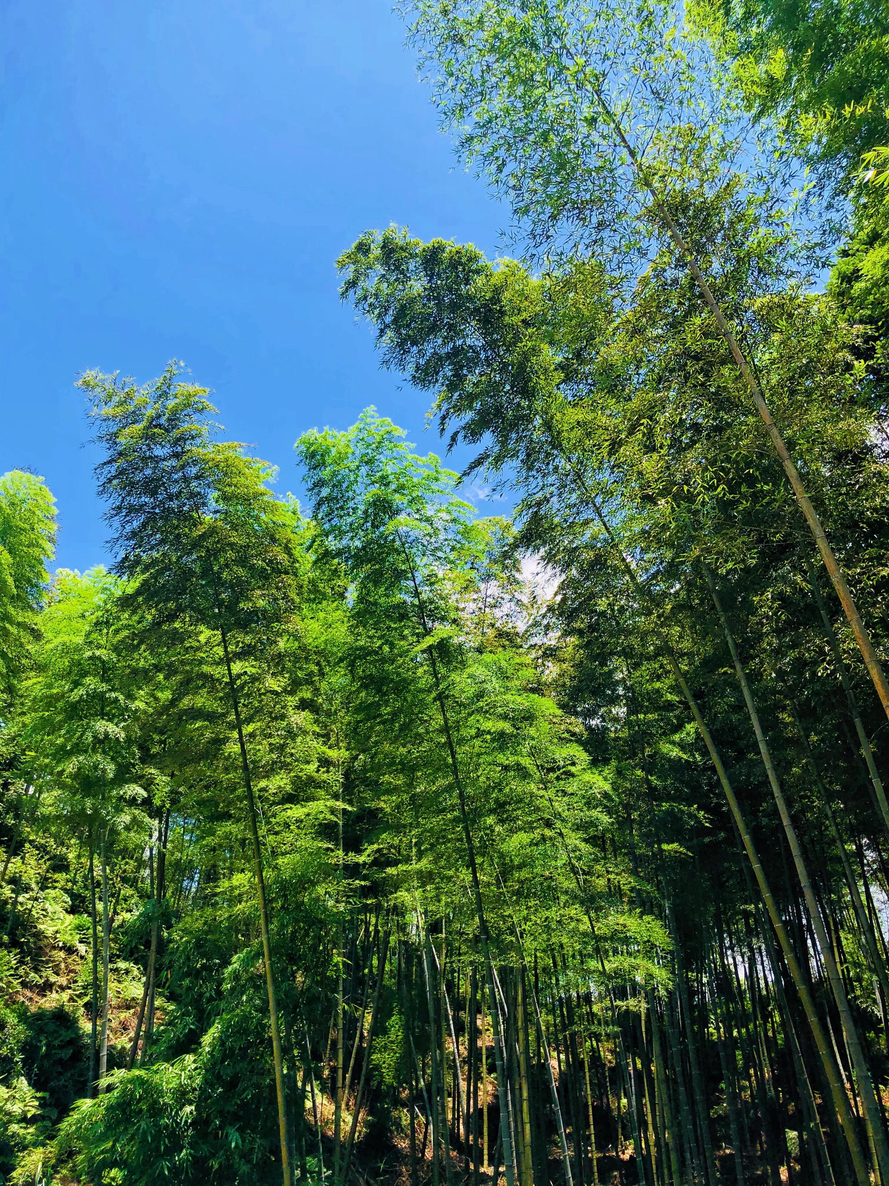 天屿湖适合避暑吗,天岛湖避暑旅游