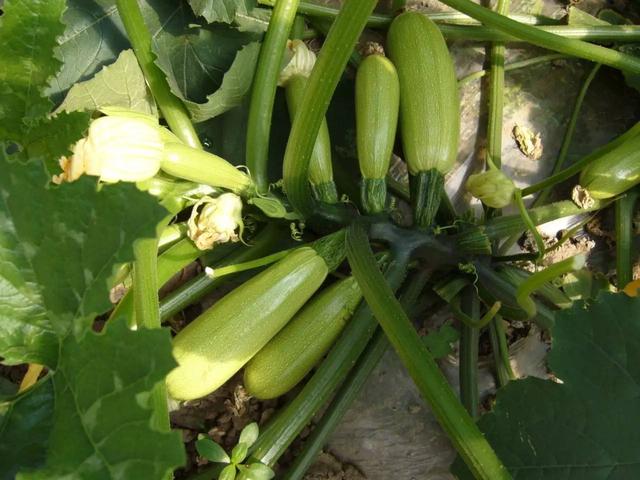 西葫芦怎么种植产量高,西葫芦安全优质高效栽培技术