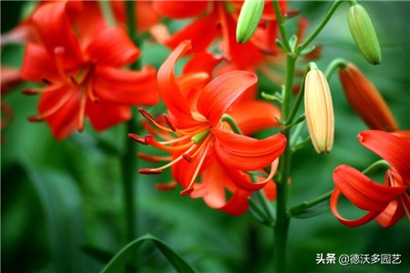 食用百合什么时候种植最好,兰州百合地栽种植详细方法