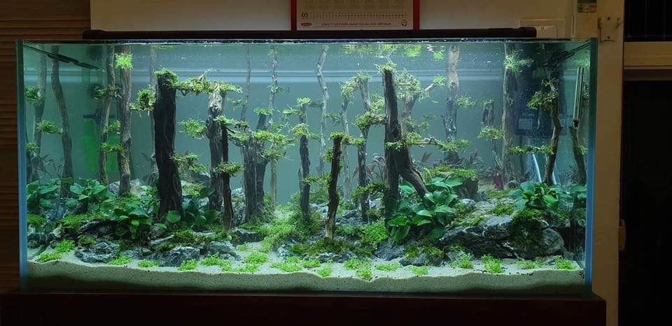 草缸水族店效果图,越南草缸
