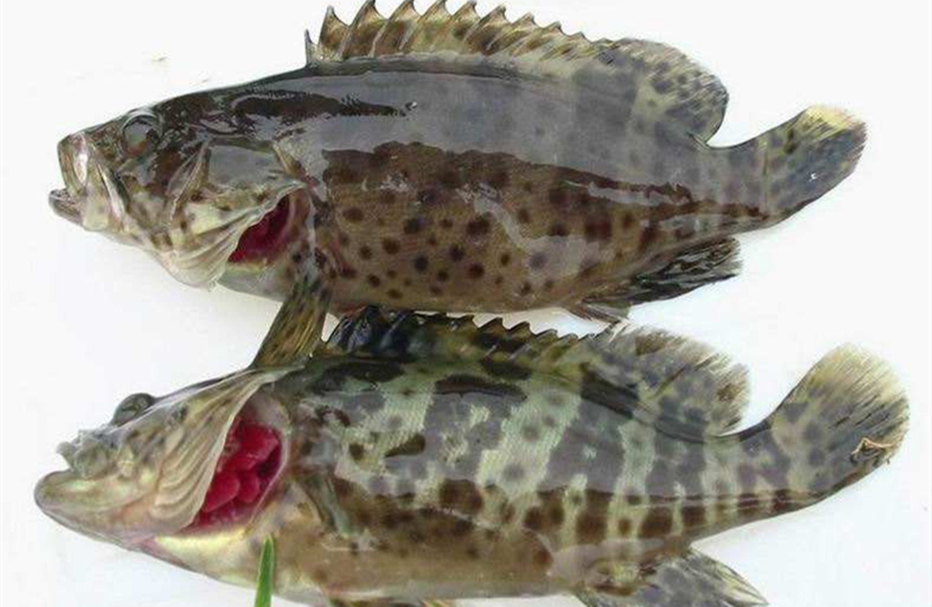 溪流石斑好钓点位置广东清远,小型水库钓溪石斑如何选钓点