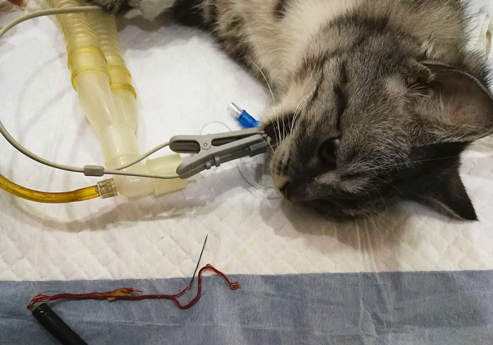 猫咪吃了异物催吐的最佳时间,猫咪吞进异物有什么表现