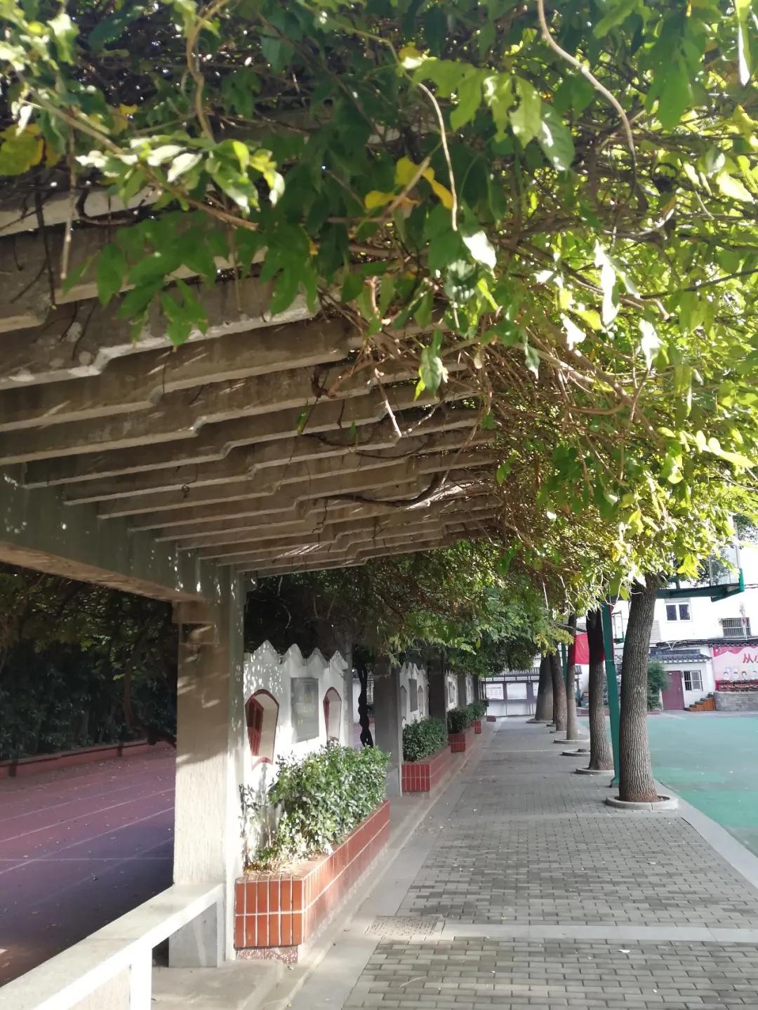 最美的风景美丽的校园,最美的风景就是校园