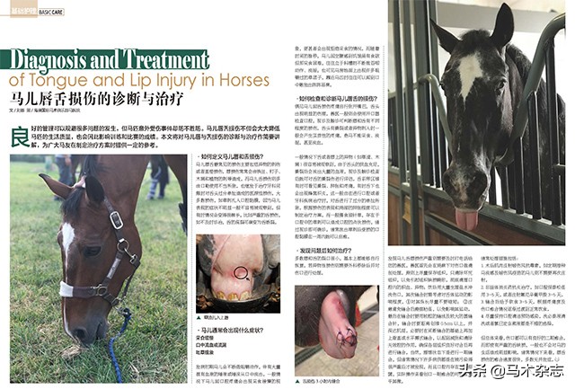 如果马儿生病了怎么办,马儿唇舌受损伤怎么办