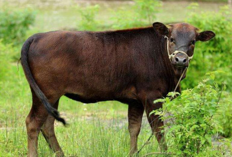 牛生麒麟猪生大象是什么征兆,牛下麒麟猪下象什么意思