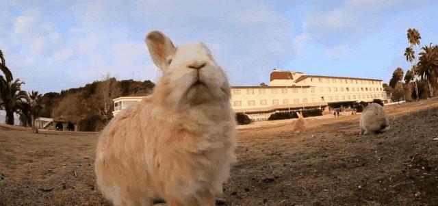 澳洲的兔子是怎么泛滥的,澳洲兔子怎么形成的