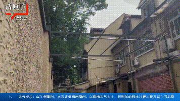 上海小区自行修树,上海小区大树被修剪成光秃秃的