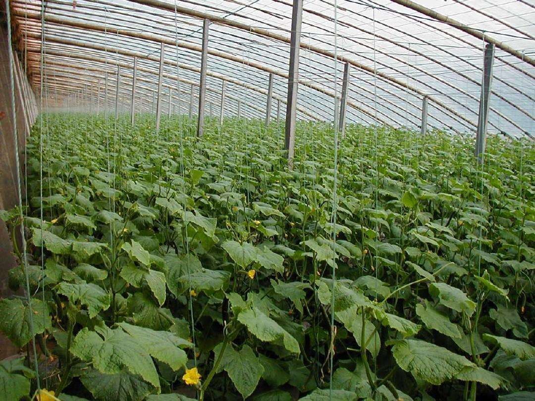 种黄瓜怎么才能瓜条直,黄瓜高产瓜条顺直管理技术