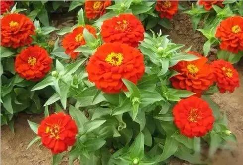 各国国花展示视频,各国国旗国徽国花