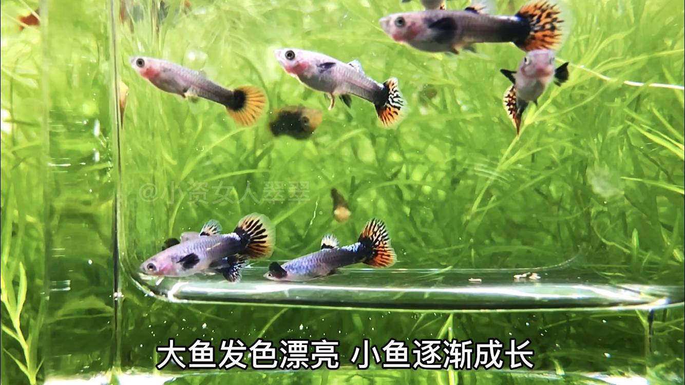 母鱼生产要注意什么,母鱼生完鱼苗需要隔离多久
