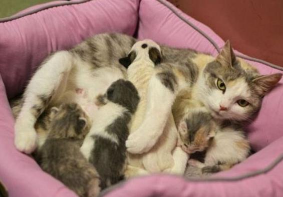 母猫发情声音是什么样的声音？声音具体表现是怎样的？