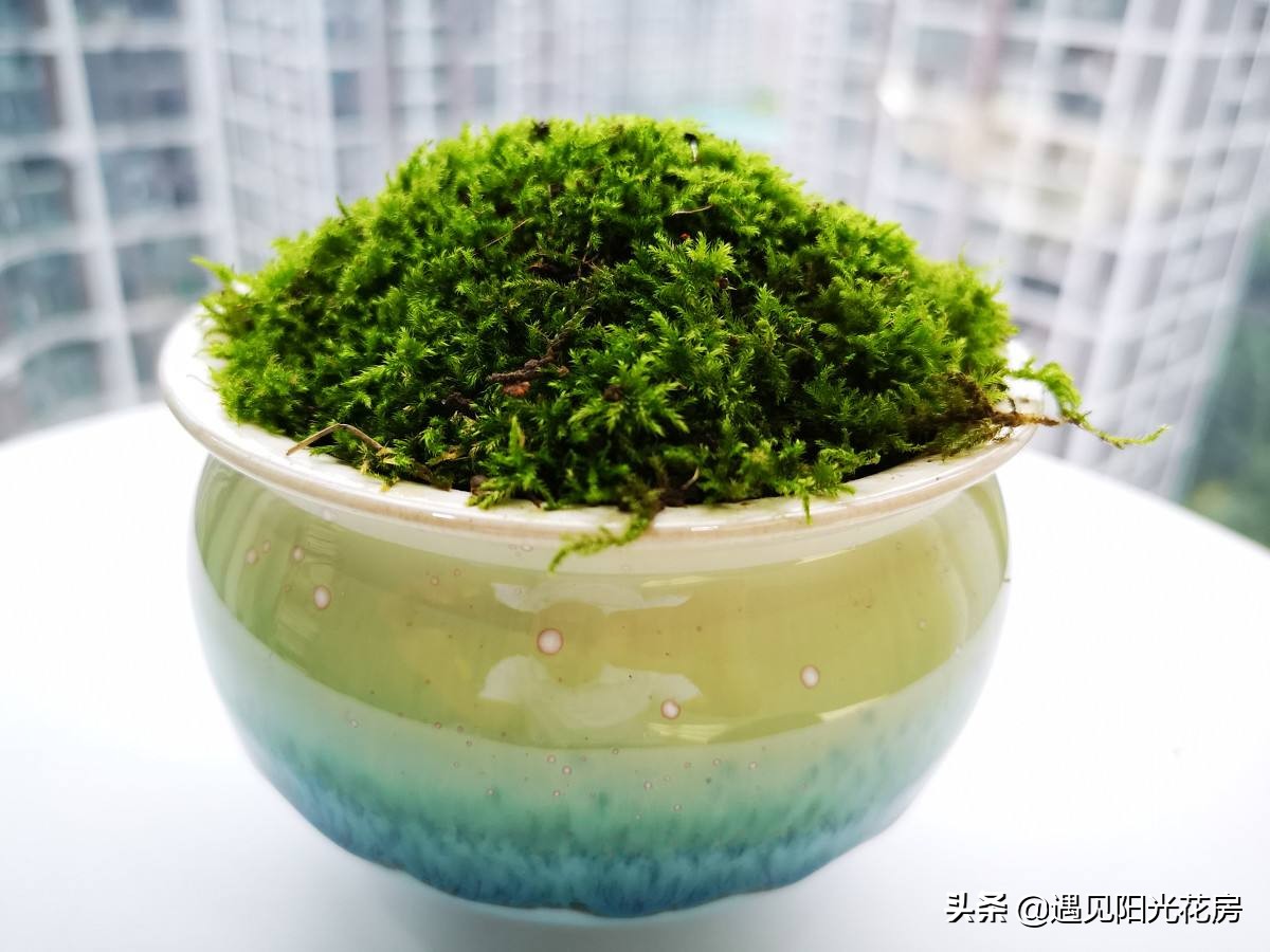 花盆里的苔藓用什么方法去除,室内盆栽铺苔藓对植物有好处吗