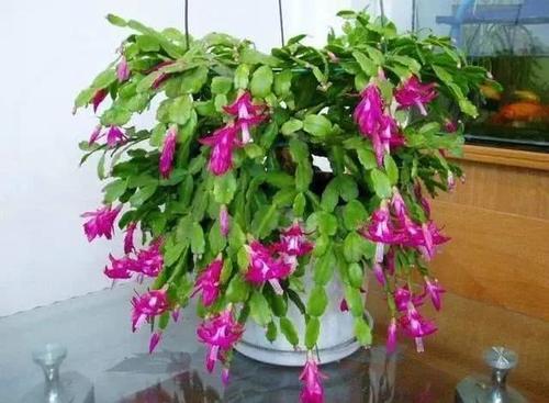 仙人指怎么养能爆盆,仙人指花养护方法