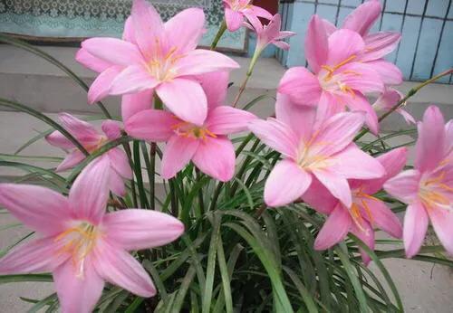 风雨兰叶子尖干怎么办,风雨兰叶子尖发黄怎么办