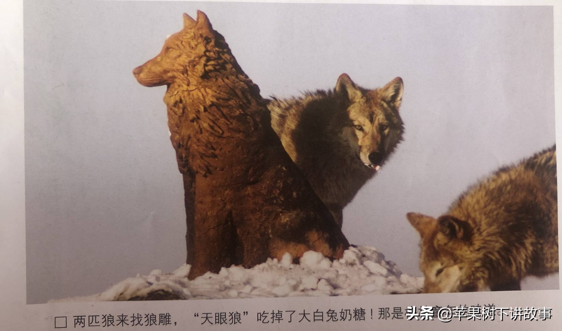 第一只被人类养大回归狼群的狼,一只狼在被人类养大后回归狼群