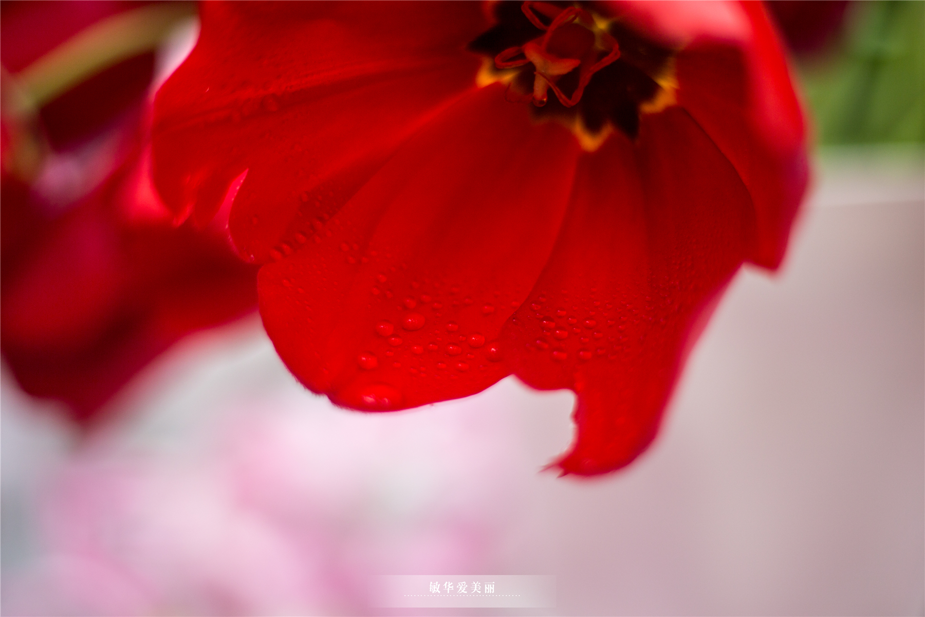 百万葵园攻略地图大全,百万葵园游玩注意事项