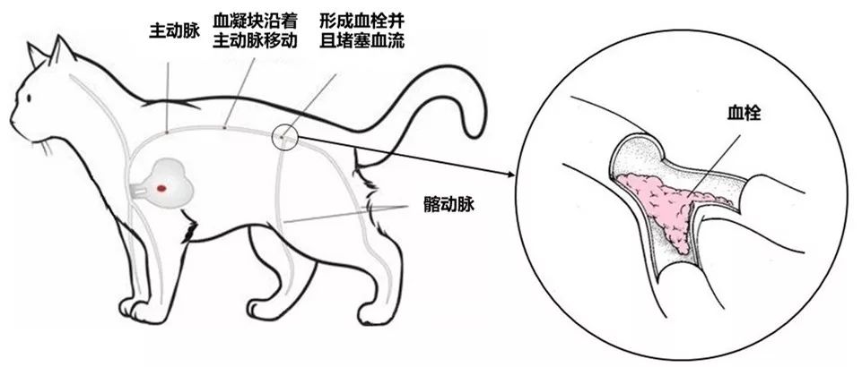 猫咪肥厚型心肌病怎么预防,猫肥厚型心肌病b超诊断