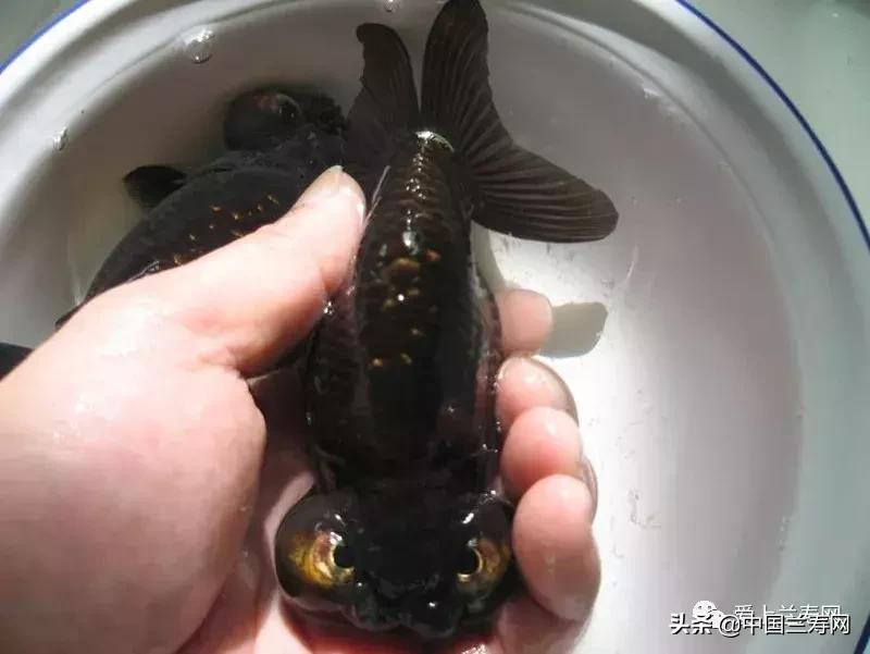 各种金鱼欣赏,金鱼鉴赏