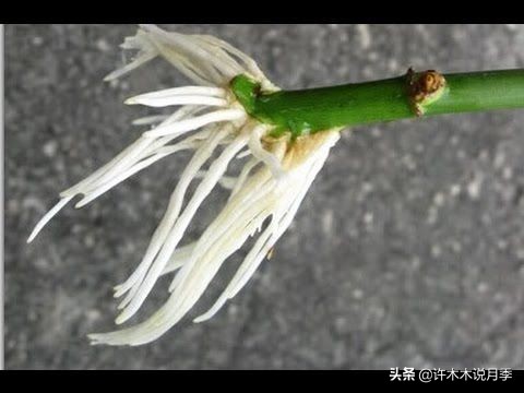 红双喜月季是扦插好还是嫁接好,藤本月季嫁接的好还是扦插的好