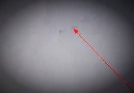 高邮龙吸水现象,中国高邮龙吸水动物