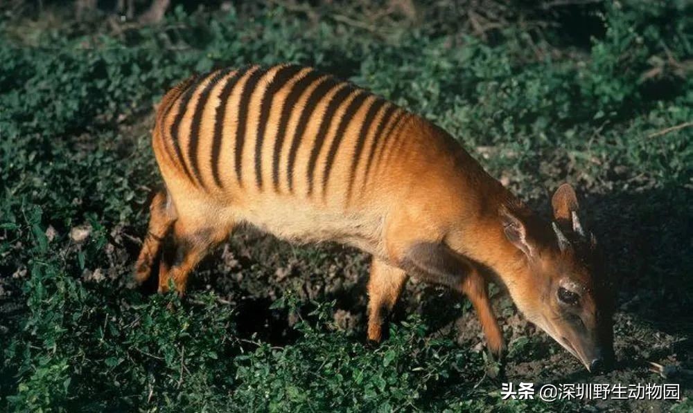 十种最强的牛科动物,牛科动物都有哪些