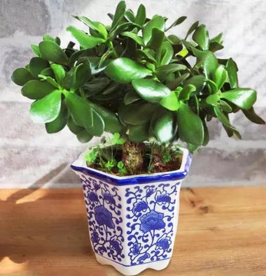 不易生病好养的多肉植物,盘点十大常见多肉植物