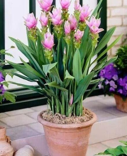 “姜”丢进盆里就能活，开出漂亮“大花苞”，不仅好看、更好养