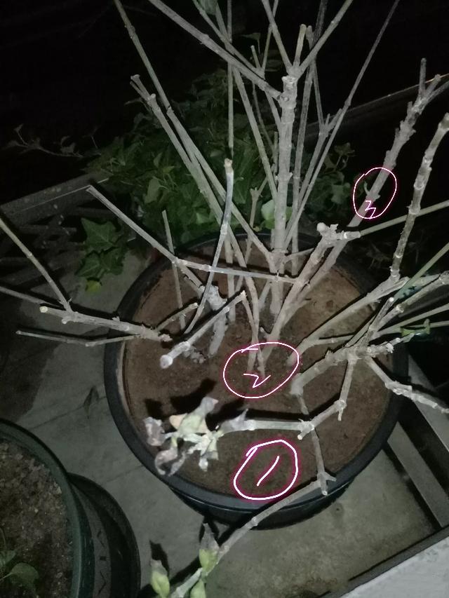 盆栽栀子花叶子干枯怎么办,栀子花放在阳台叶子发蔫怎么补救